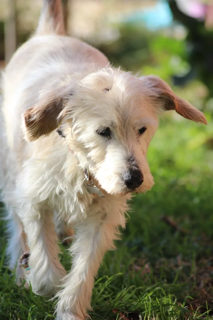 Pensione per Cani Attenti al Lupo di Pacifici Valentina - Latina pet otel