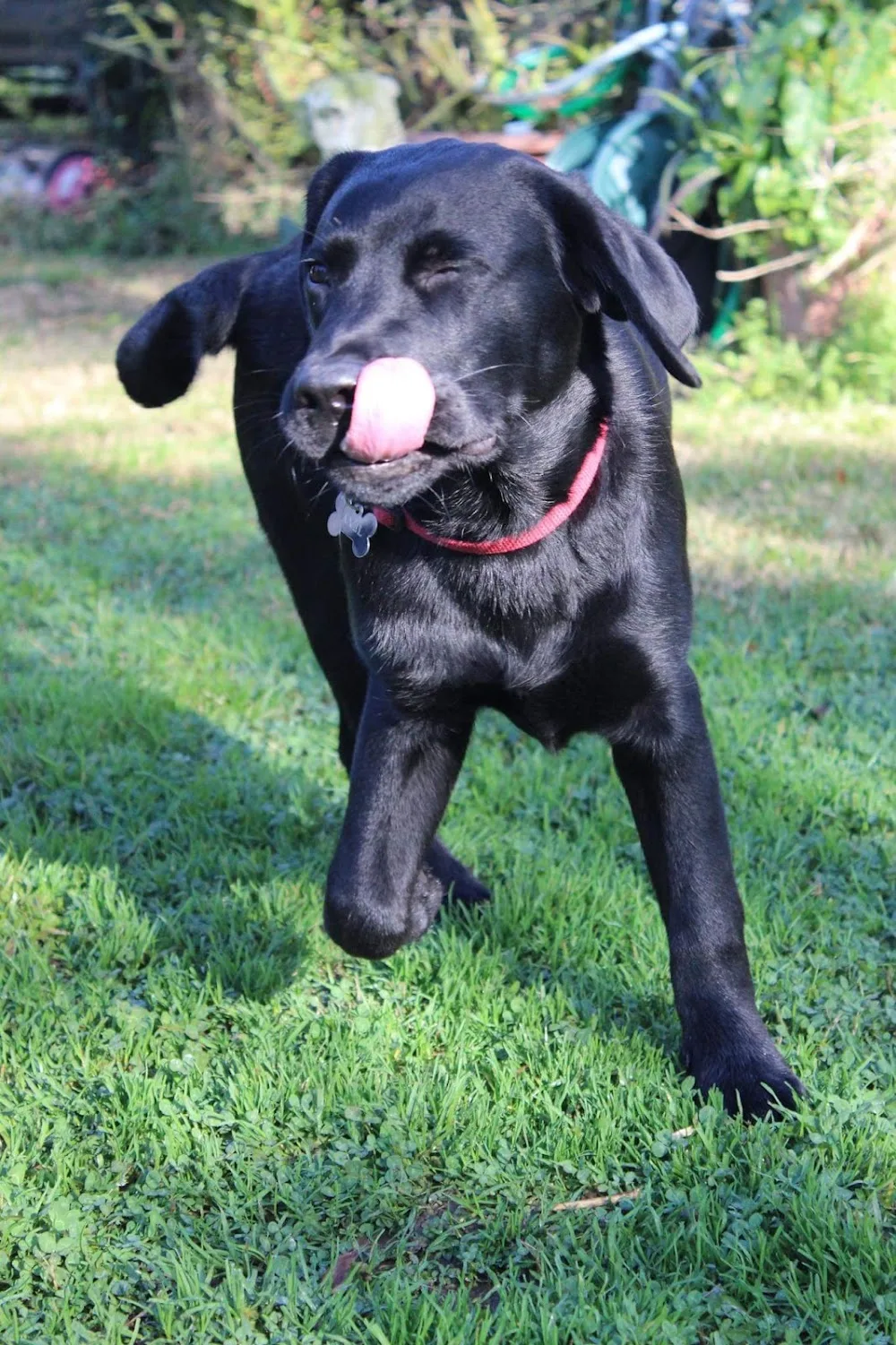 Pensione per Cani Attenti al Lupo di Pacifici Valentina - Latina pet otel görseli 3