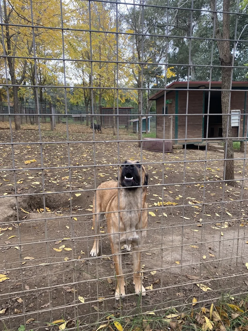 Da Capo A Coda Dog Residence - Lazio pet otel