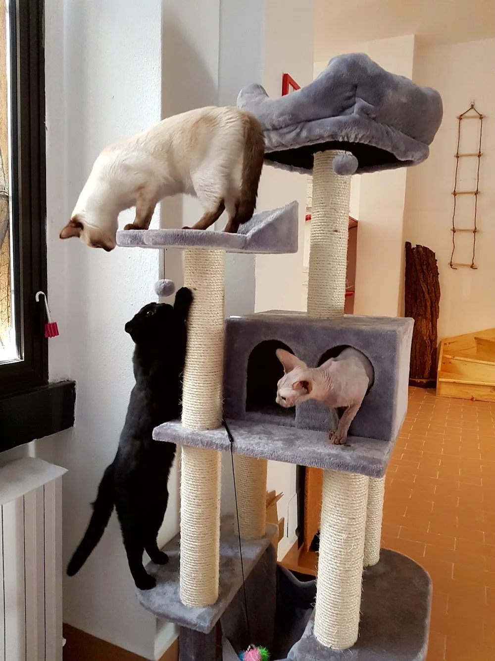 Dimensione Gatto Hotel - Lazio pet otel