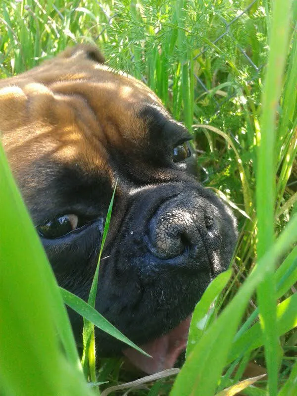 dogsitterardeapensione - Lazio pet otel