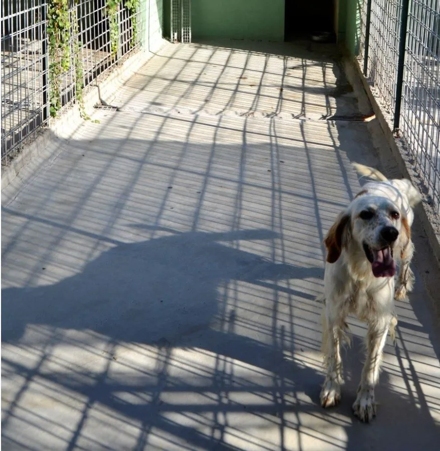 PENSIONE PER CANI E GATTI - ZOO 2001 - Lazio pet otel