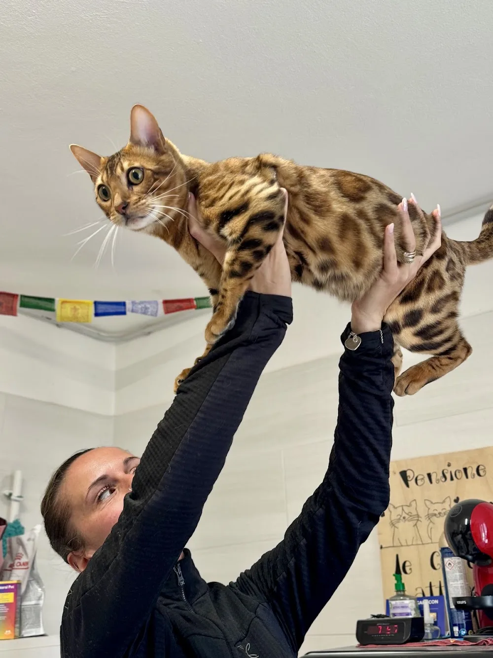Code attorcigliate - pensione gatti e piccoli animali - Lecco pet otel