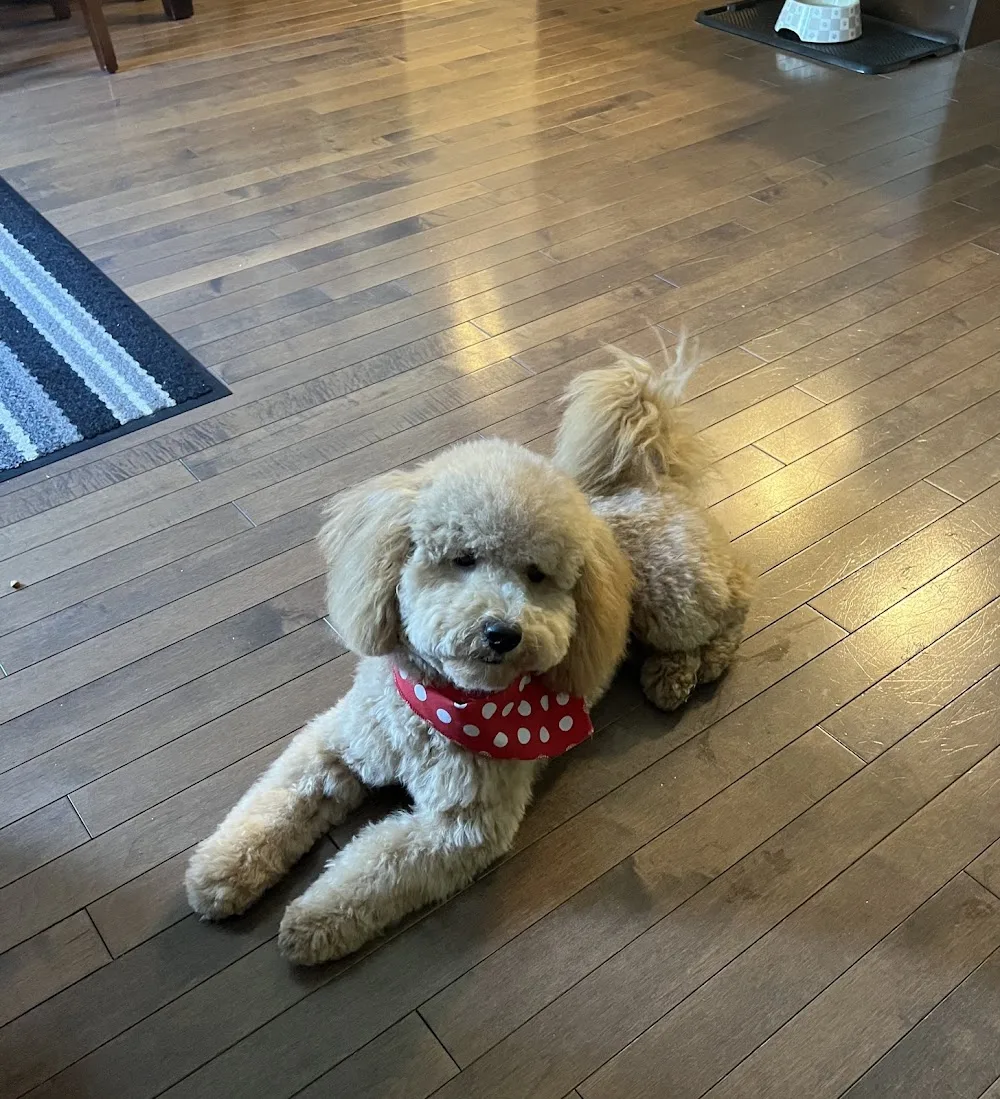 Awesome Pawsome Ranch Ltd - Leduc pet otel görseli 3