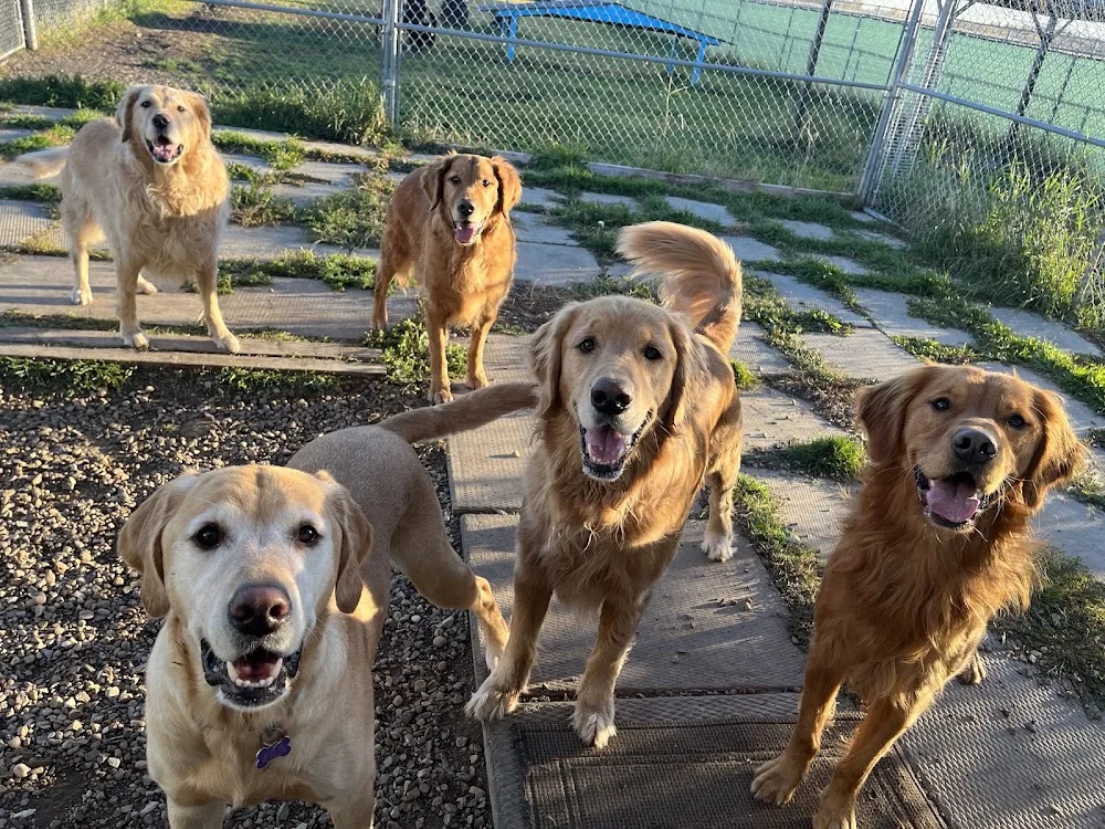 Cloud Nine Pet Boarding - Leduc pet otel