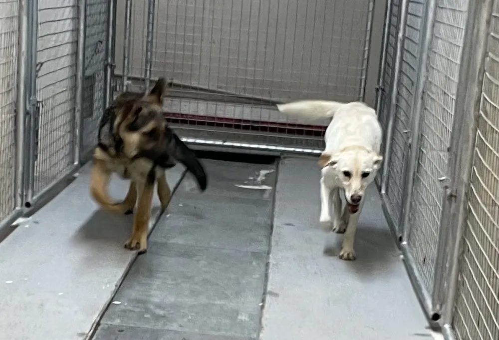 Club Mead Pet Resort - Leduc pet otel görseli 3