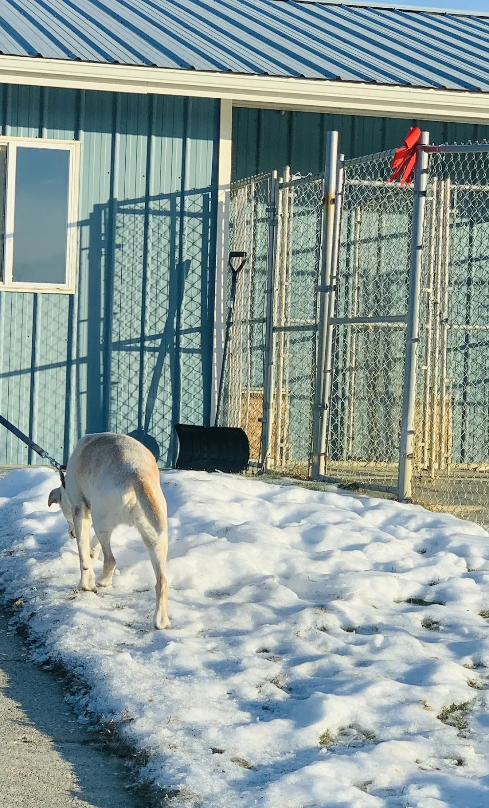 Abitt Like Home Kennels - Leduc County pet otel görseli 3