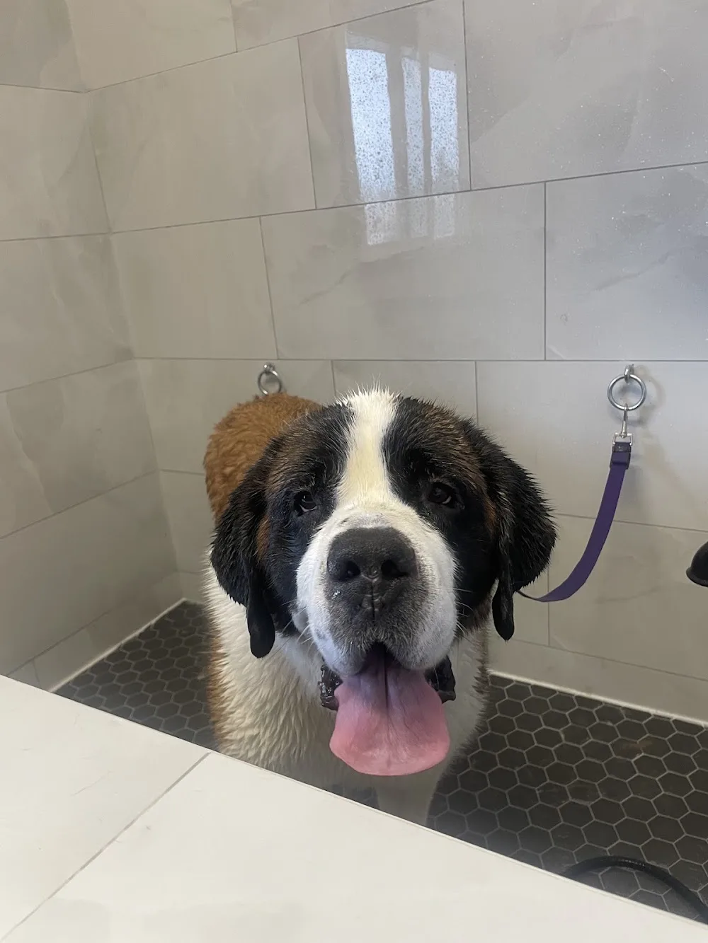 A&S Kennel - Leduc County pet otel görseli 3