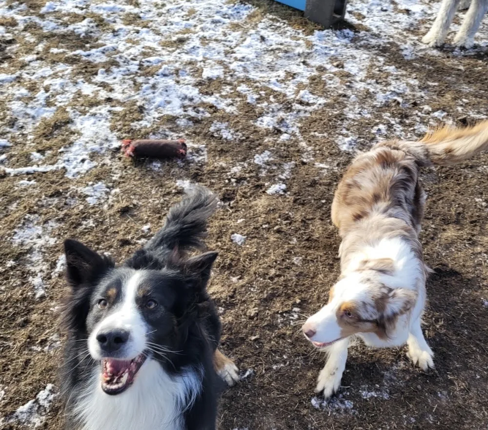 Lamont Boarding Kennels - Leduc County pet otel görseli 2