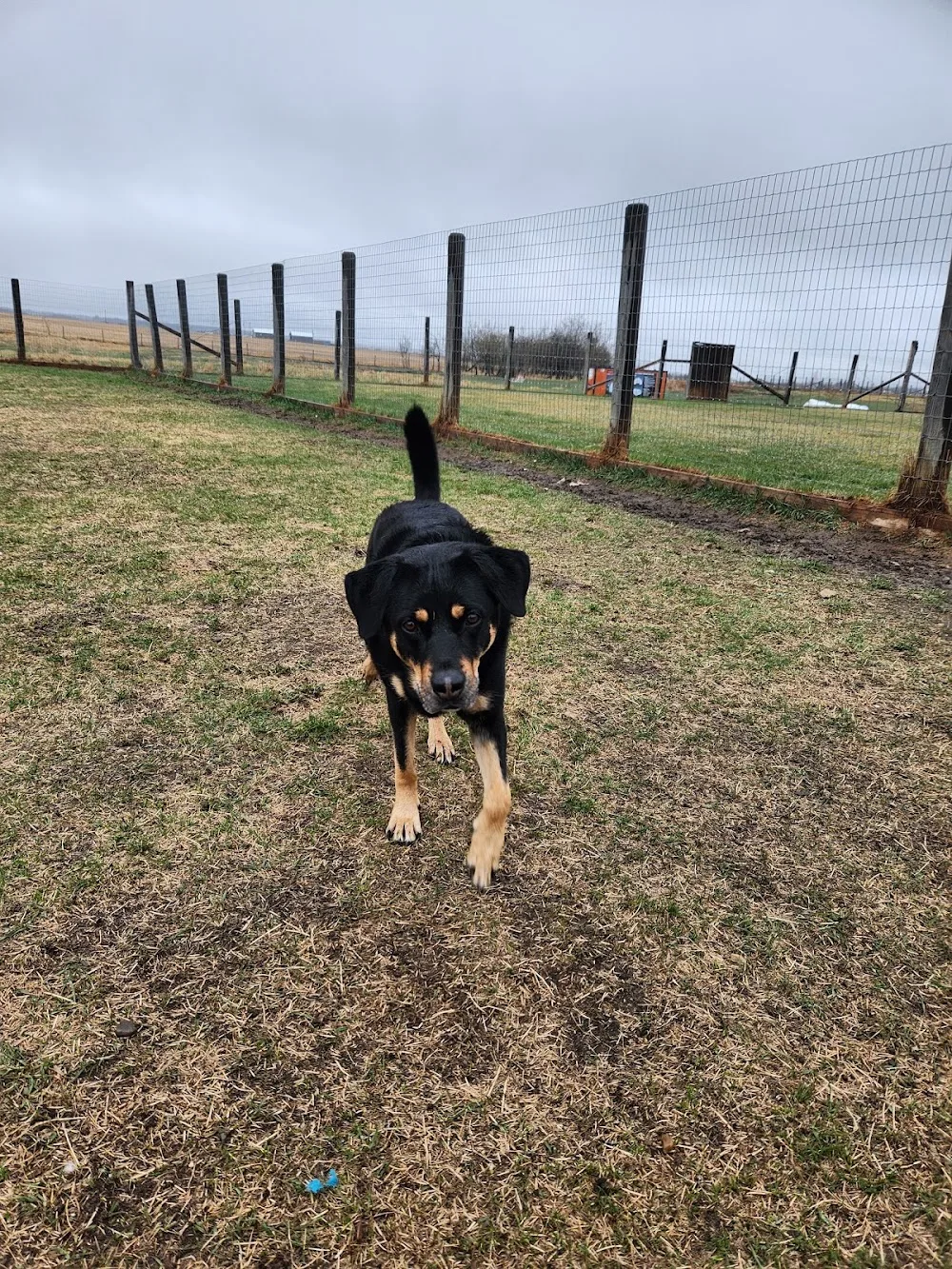 Lamont Boarding Kennels - Leduc County pet otel görseli 3