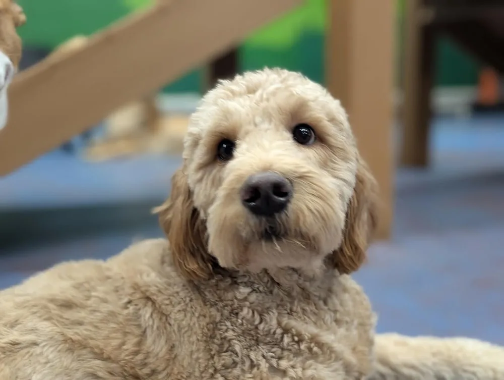 Little Paws Inn - Leduc County pet otel görseli 3