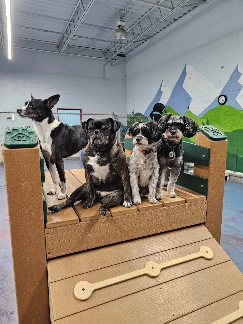 Little Paws Inn - Leduc County pet otel görseli 6