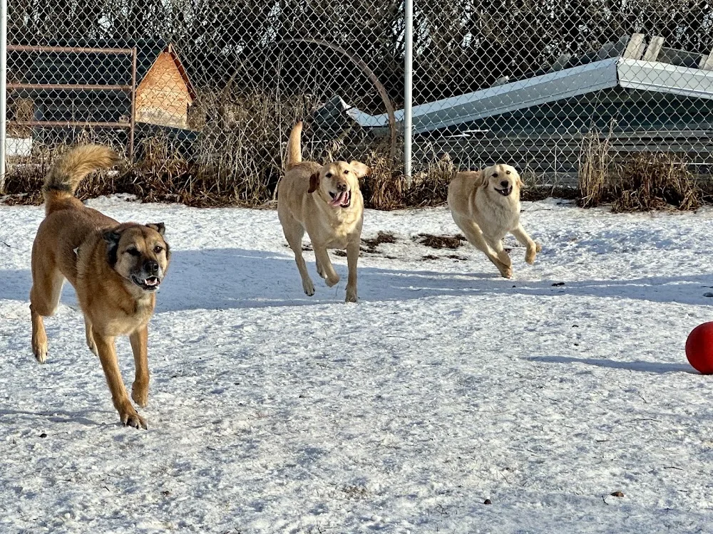 Long Lane Boarding Kennels - Leduc County pet otel görseli 6