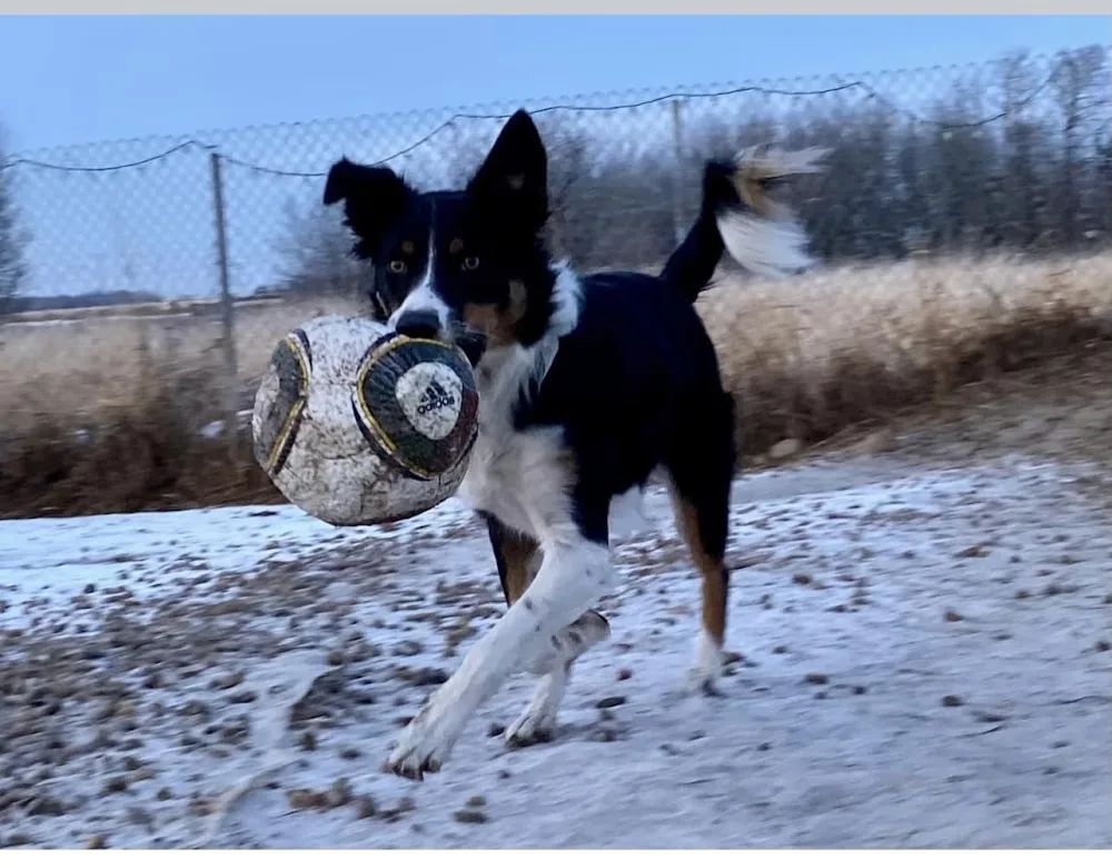 Long Lane Boarding Kennels - Leduc County pet otel görseli 7