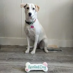 Long Lane Boarding Kennels - Leduc County pet otel görseli 9
