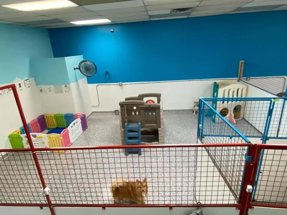 Maple's Doghouse - Leduc County pet otel görseli 6