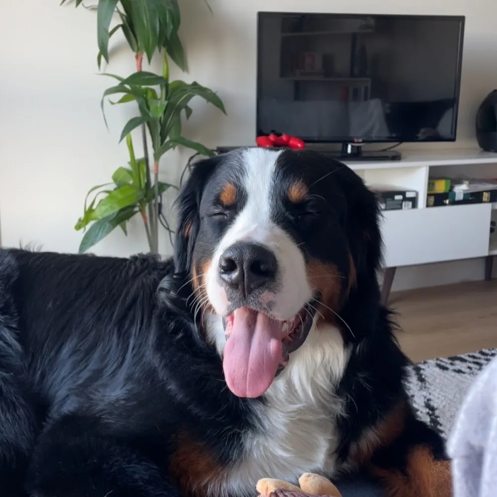 Pawesome Acres - Leduc County pet otel görseli 4