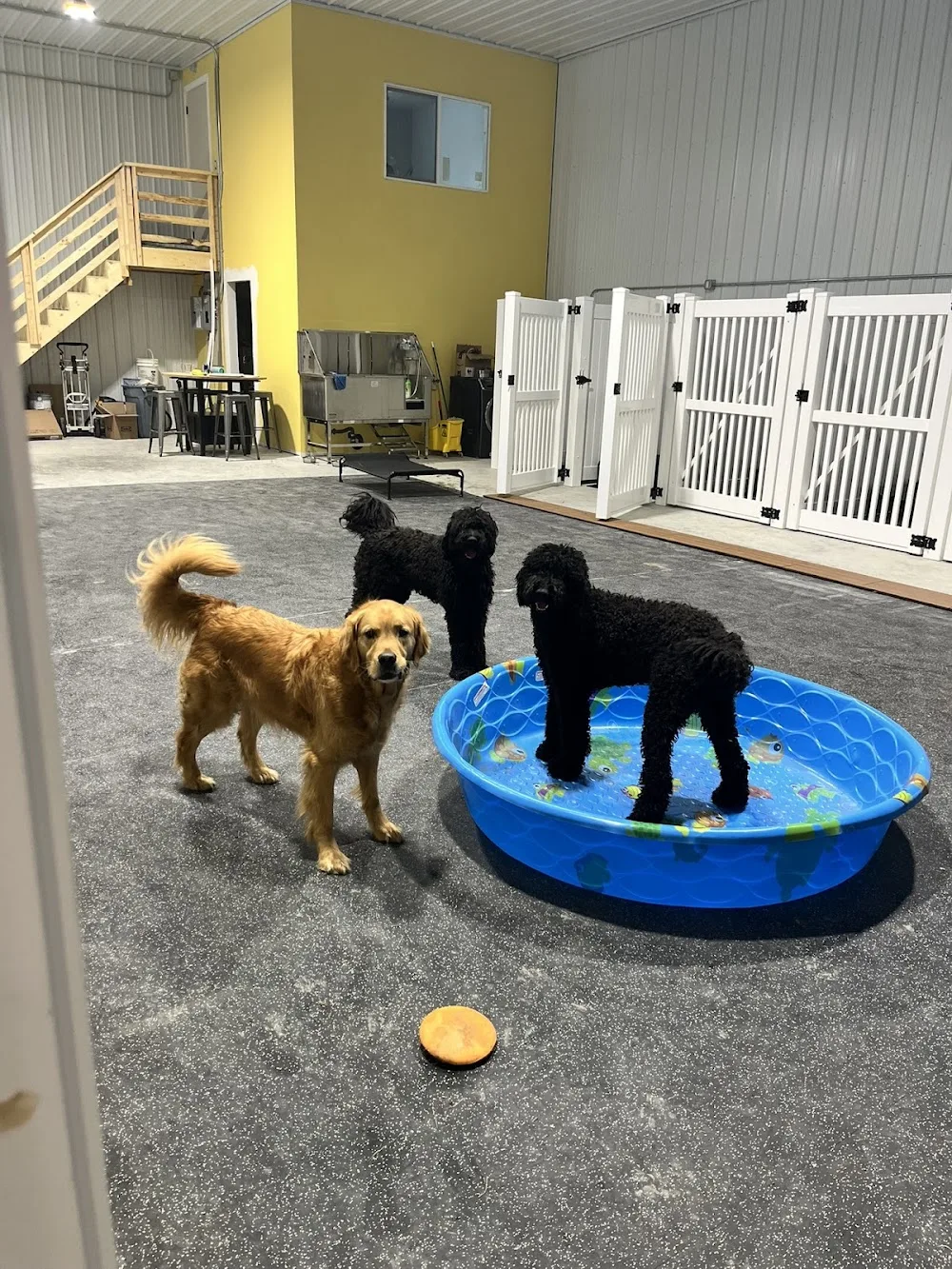 Pawesome Acres - Leduc County pet otel görseli 6