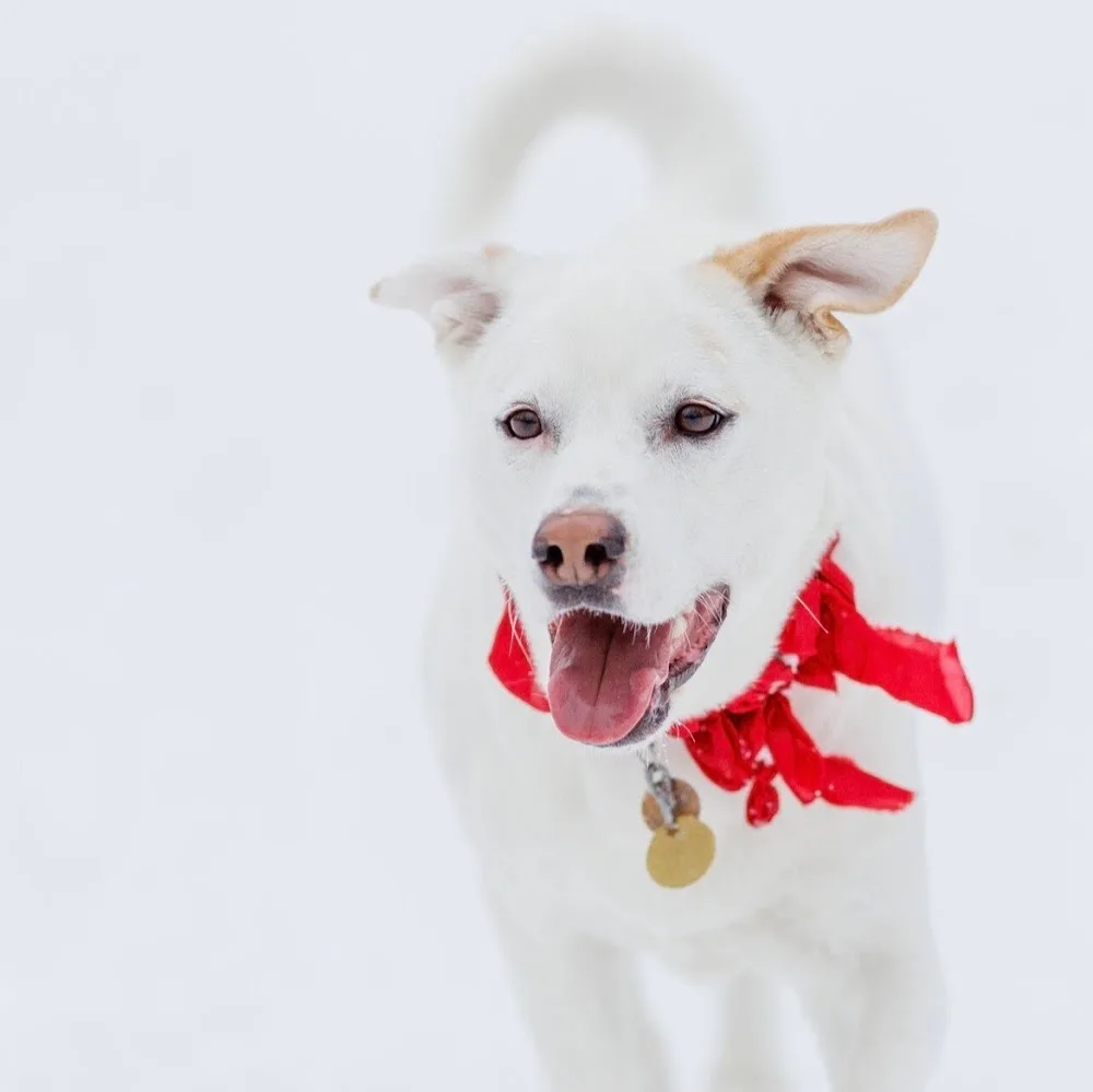 Pawesome Acres - Leduc County pet otel görseli 9