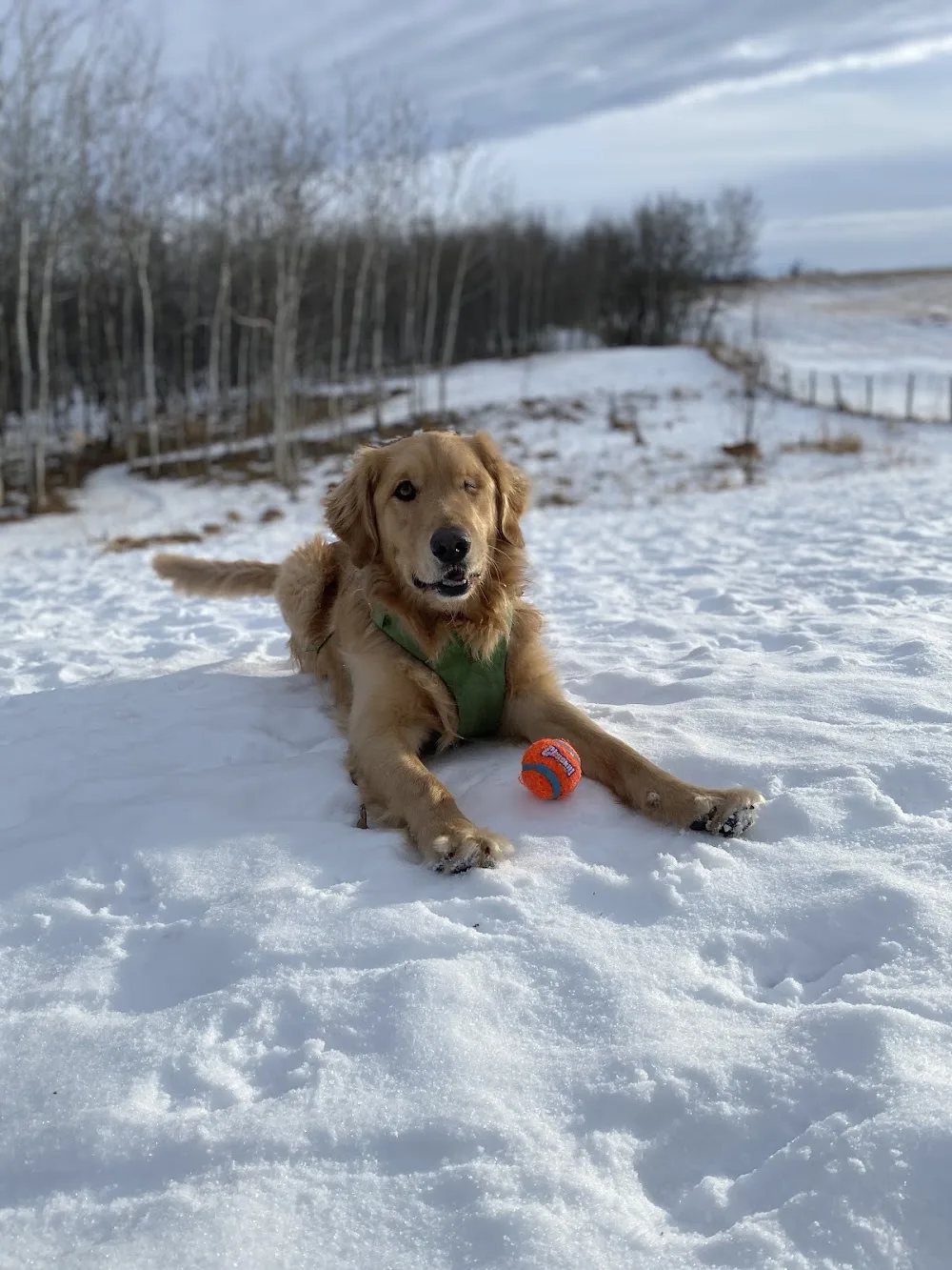 Paws A While Boarding Kennel - Leduc County pet otel