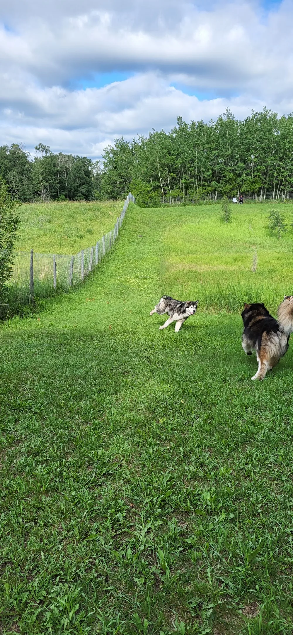 Paws A While Boarding Kennel - Leduc County pet otel görseli 3