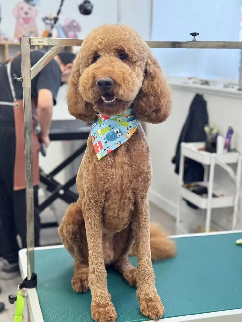 Pet Palace - Pet Grooming, Pet Hotel & Pet Daycare - Leduc County pet otel görseli 2