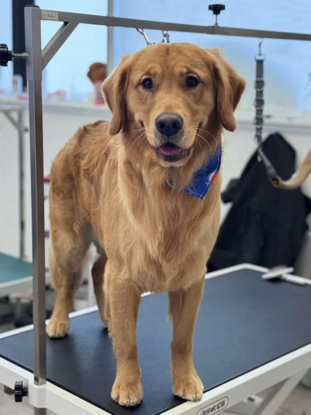 Pet Palace - Pet Grooming, Pet Hotel & Pet Daycare - Leduc County pet otel görseli 3