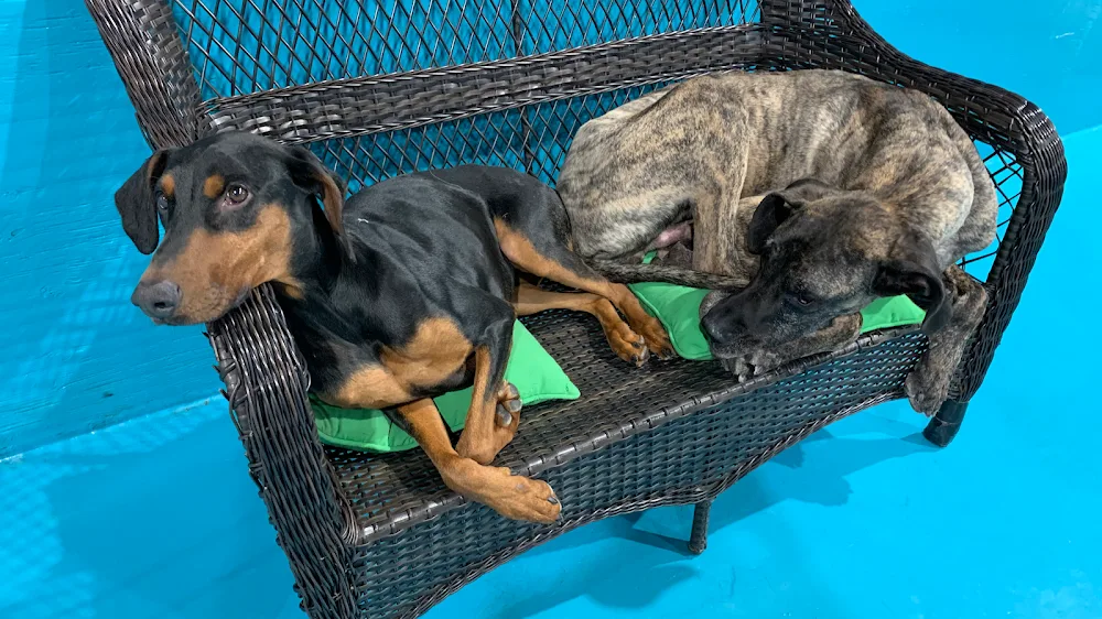 Posh Pooch Hotel and Daycare - Leduc County pet otel