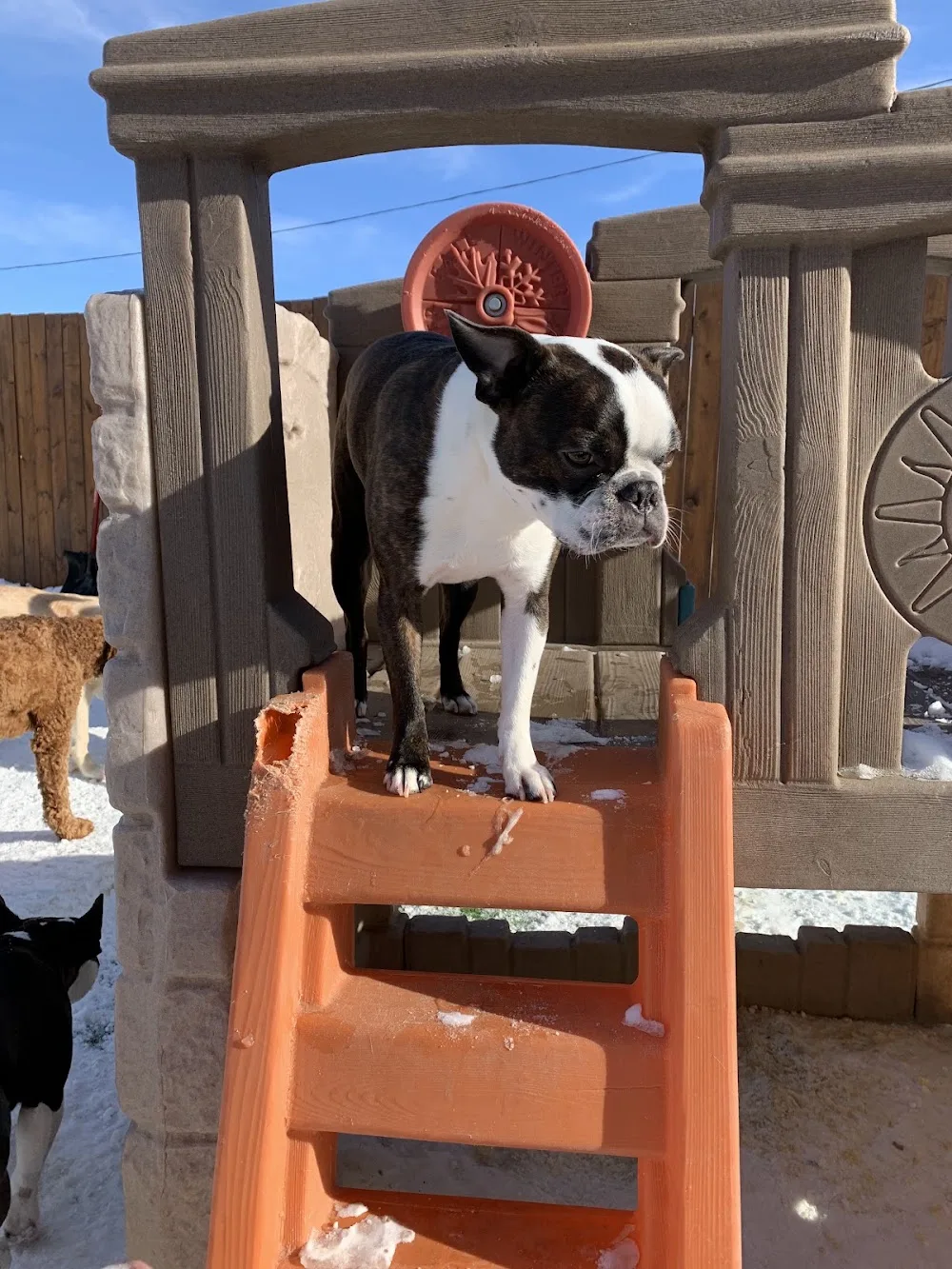 Posh Pooch Hotel and Daycare - Leduc County pet otel görseli 3