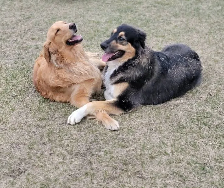 The Paw Valley Dog Daycare Edmonton - Leduc County pet otel görseli 2