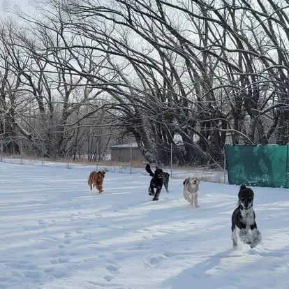 The Paw Valley Dog Daycare Edmonton - Leduc County pet otel görseli 7