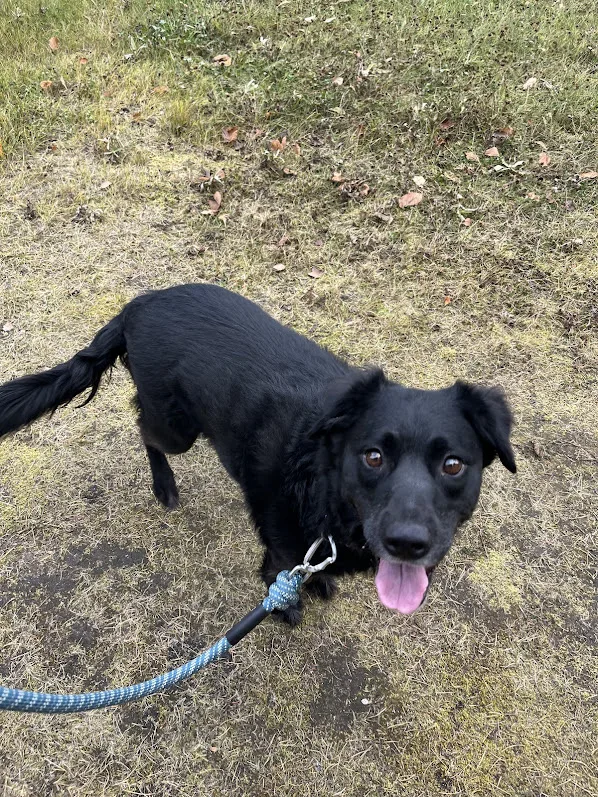 The Ranch Pet Care - Leduc County pet otel görseli 2