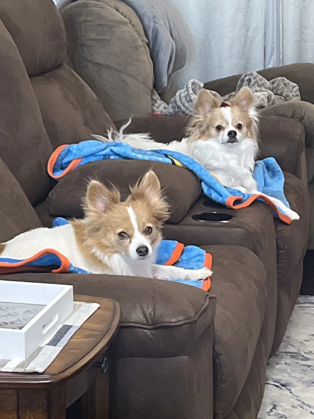 The Ranch Pet Care - Leduc County pet otel görseli 3