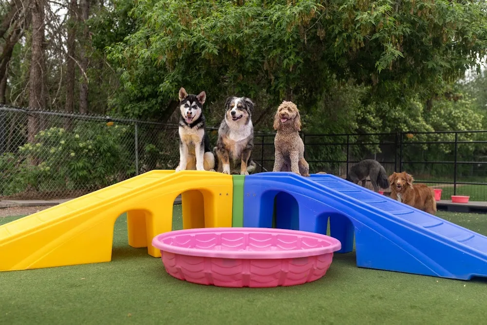 The Second Pup - Leduc County pet otel görseli 2