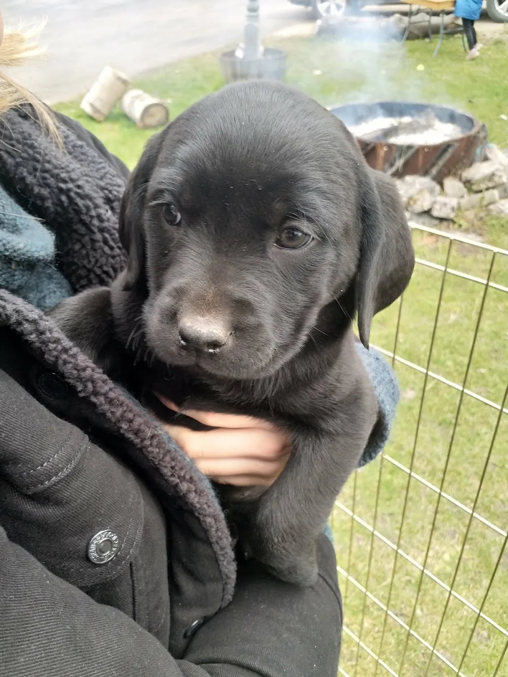 Wagging Tails Pet Resort - Leduc County pet otel görseli 2
