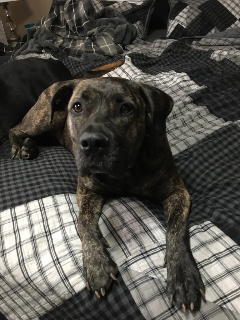 Wagging Tails Pet Resort - Leduc County pet otel görseli 3