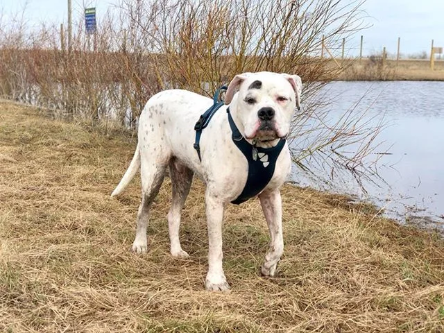 DogLandia Boarding and Training - Leduc pet otel