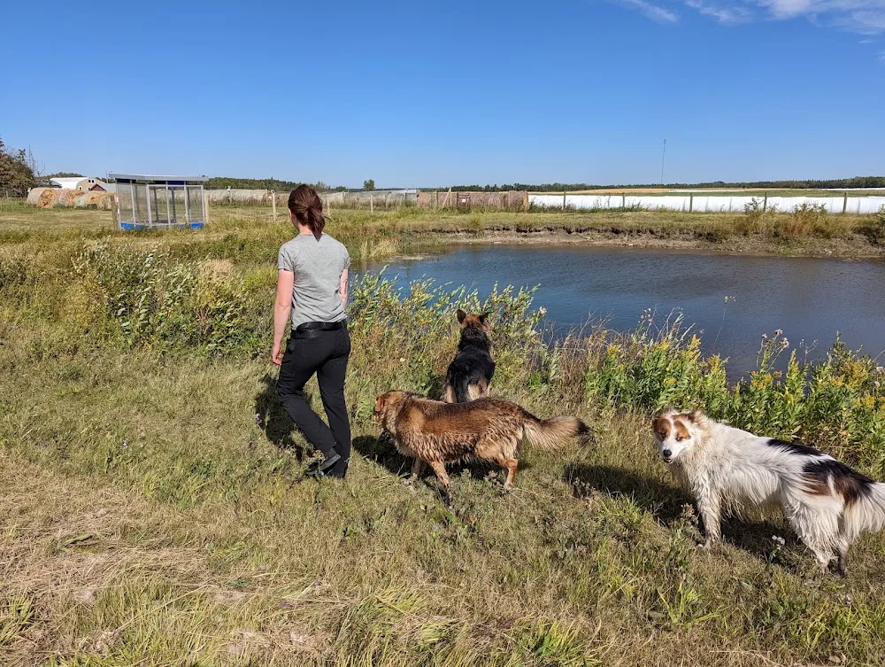 DogLandia Boarding and Training - Leduc pet otel görseli 3
