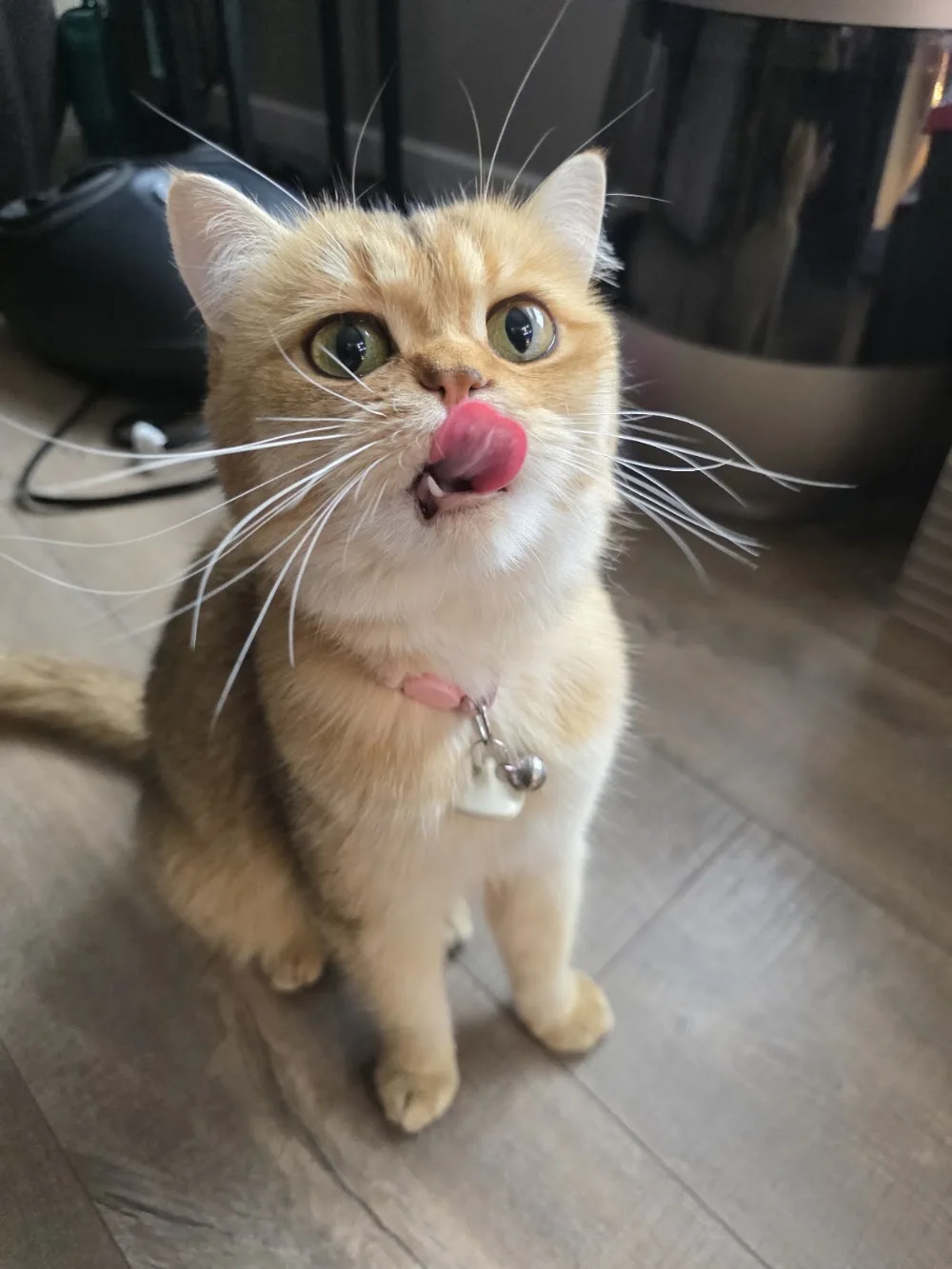 Furvorite Pet Sitting - Leduc pet otel