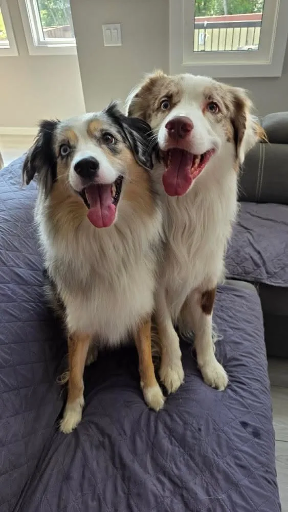Furvorite Pet Sitting - Leduc pet otel görseli 3