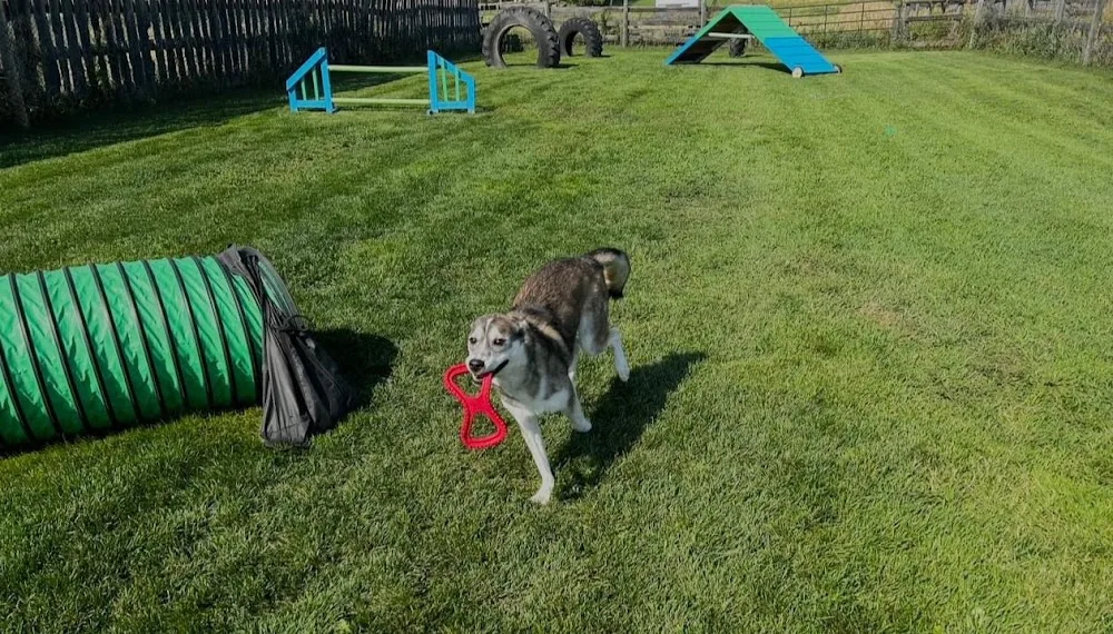 Glenpark Pet Hotel & Suites - Leduc pet otel görseli 3