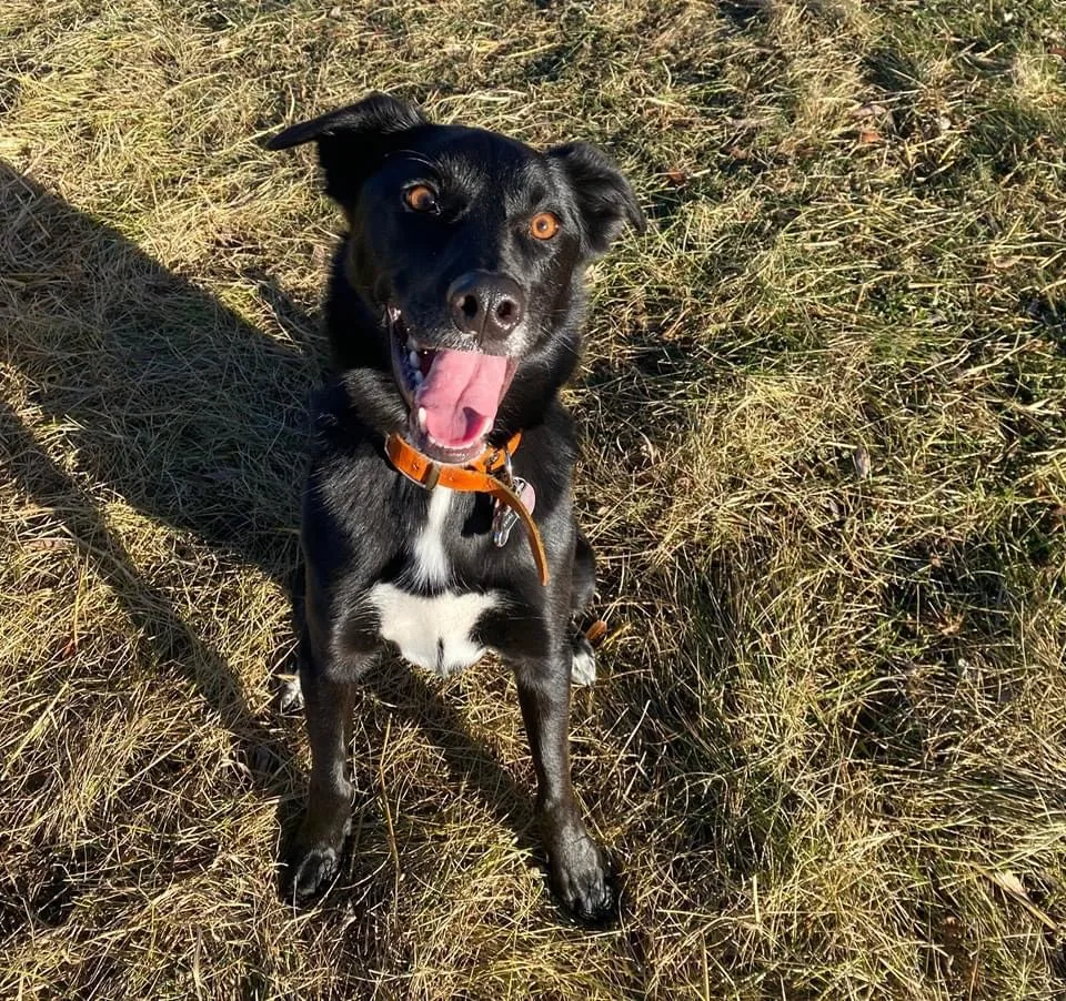 Kingsfield Kennels - Leduc pet otel