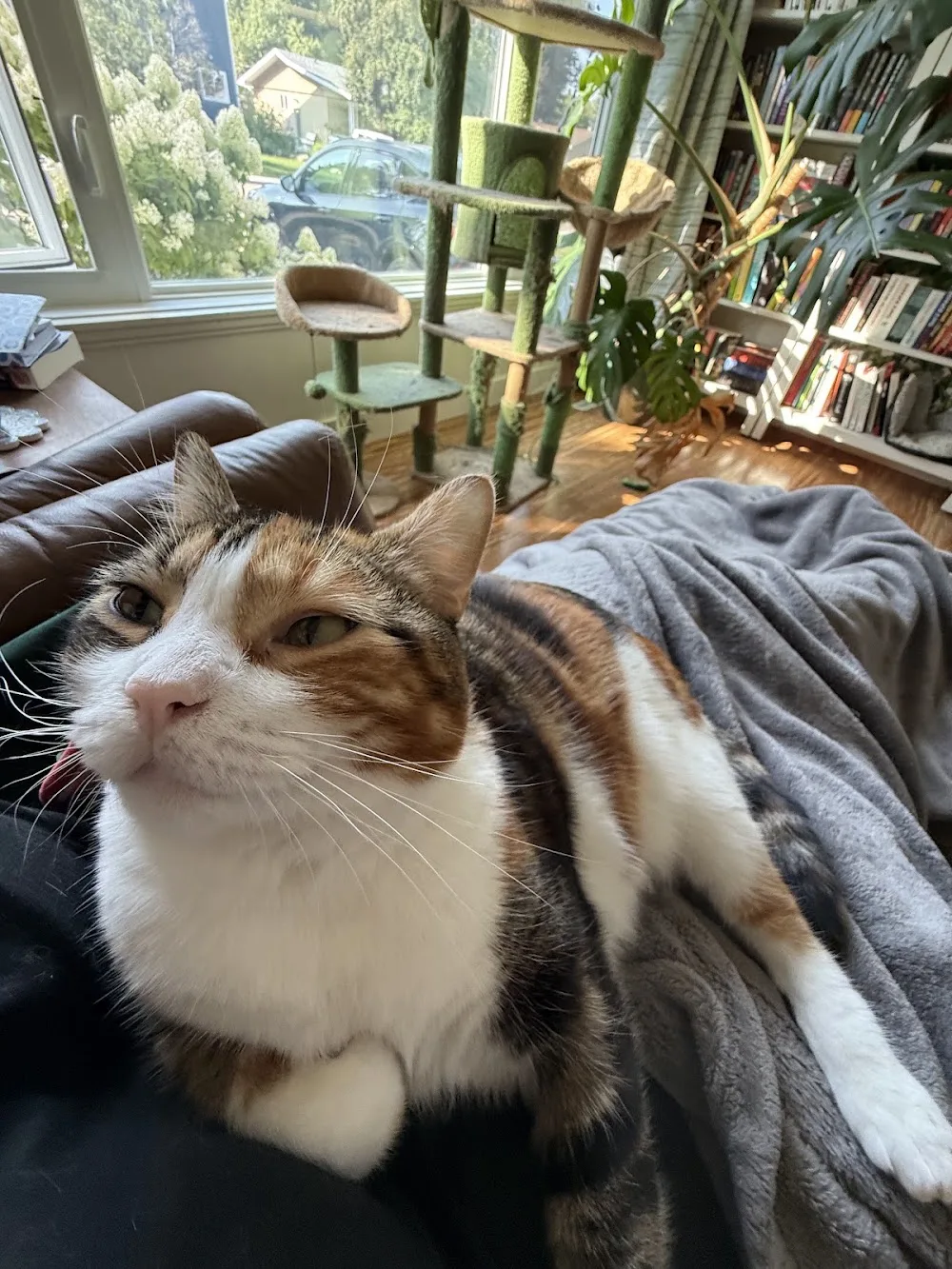 Kitties At Home Pet & Home Sitting Service - Leduc pet otel