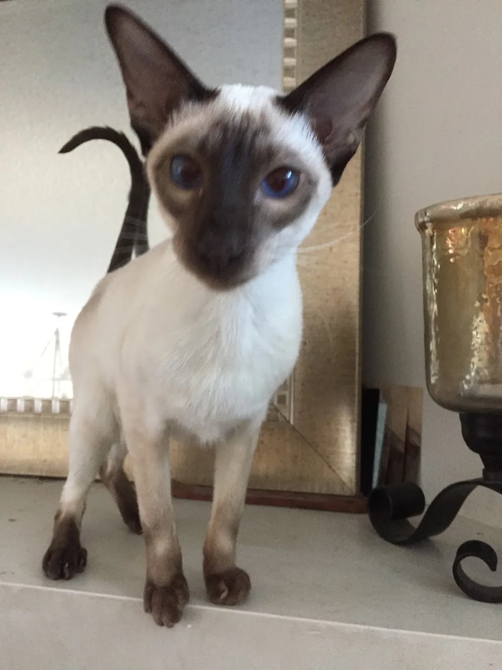 Kitties At Home Pet & Home Sitting Service - Leduc pet otel görseli 3