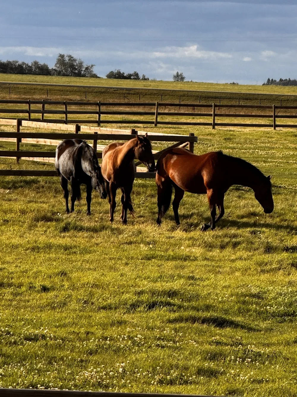 Leduc County Horse Boarding Co - Leduc pet otel