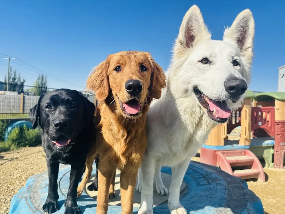 Paws Pet Pad - Dog Daycare Leduc - Leduc pet otel
