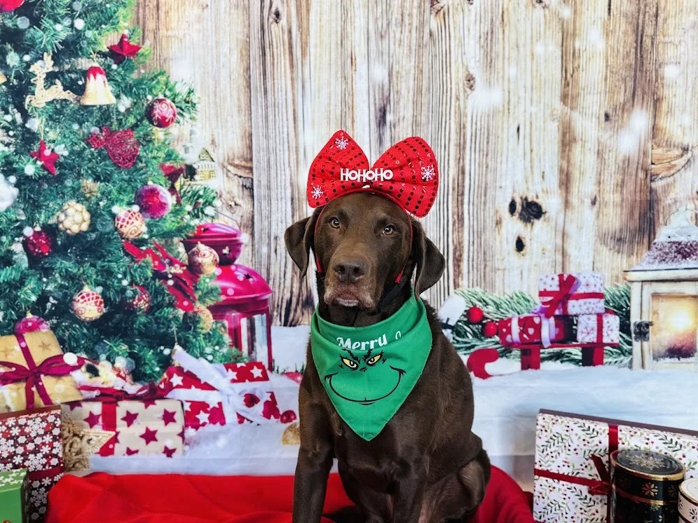 Paws Pet Pad - Dog Daycare Leduc - Leduc pet otel görseli 3