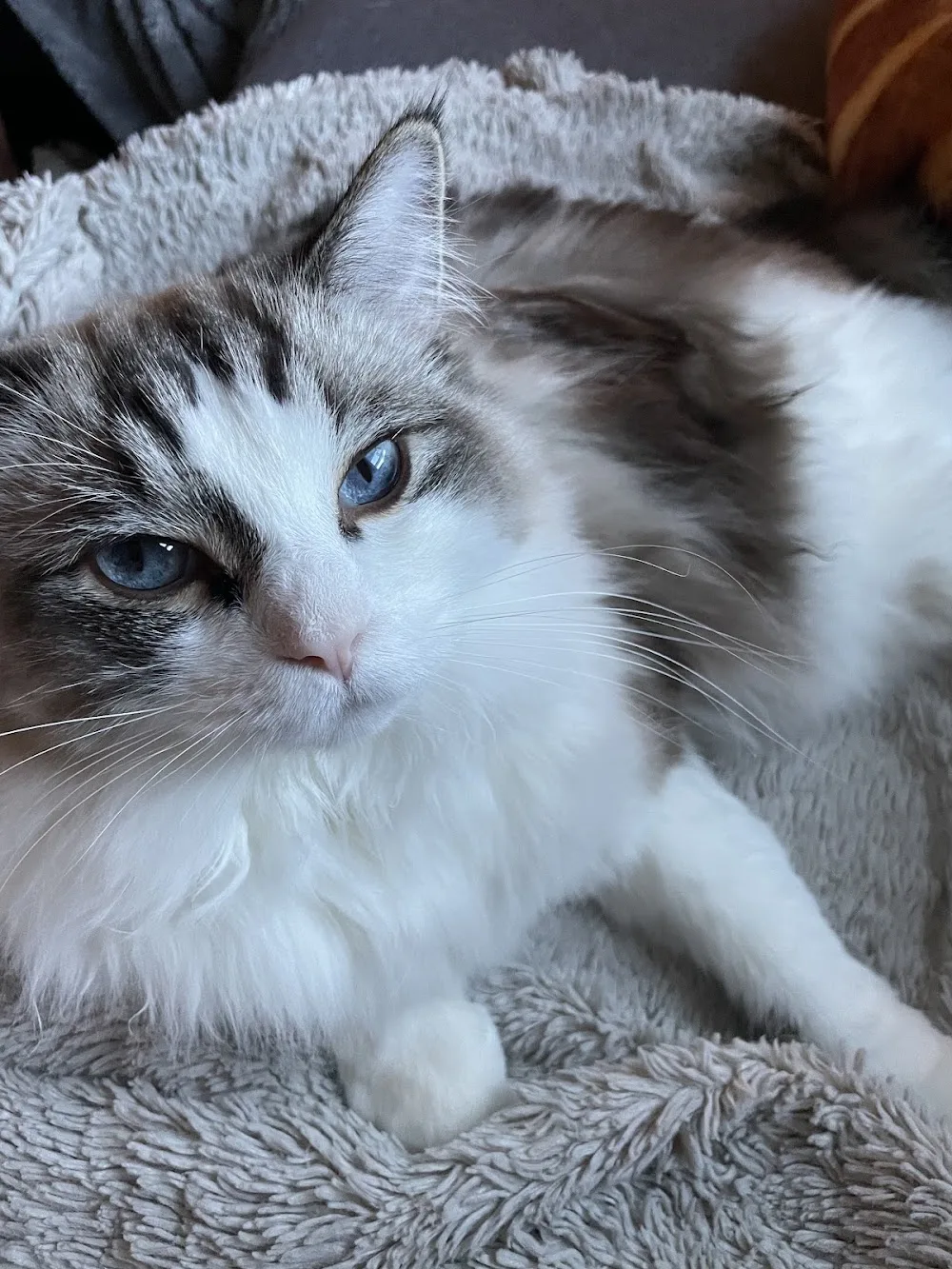 Rainbowragdolls - Leduc pet otel