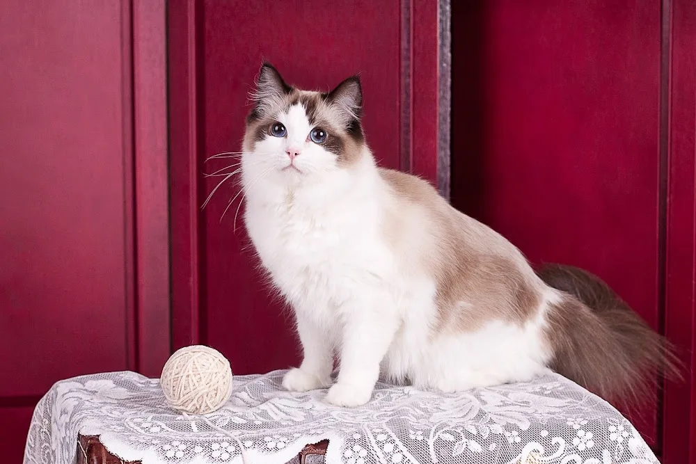 Rainbowragdolls - Leduc pet otel görseli 3