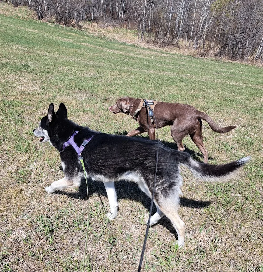 Second Haven Pet Boarding. - Leduc pet otel